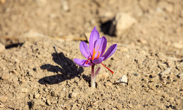 Close up of a saffron flower in a field at autumn