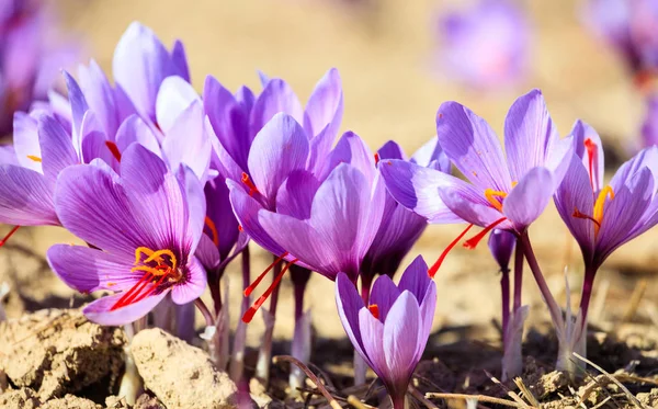 El primer plano de las flores de azafrán en el campo en otoño — Foto de Stock