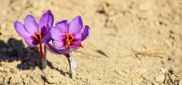 Close up of saffron flowers in a field at autumn