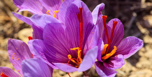 Close up van een honingbij op een saffraan bloem — Stockfoto