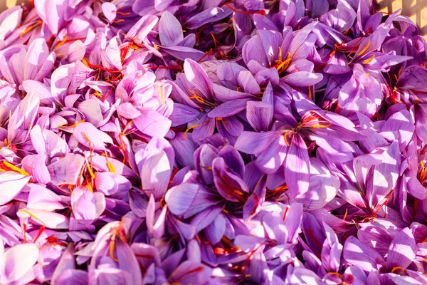 Close up de fundo de flores de açafrão — Fotografia de Stock