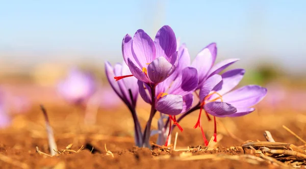 Осенью закройте цветки сафрона в поле — стоковое фото