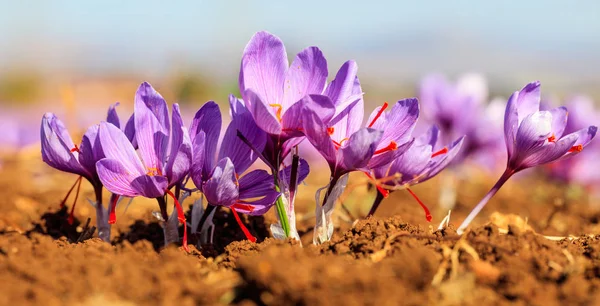 El primer plano de las flores de azafrán en el campo en otoño — Foto de Stock