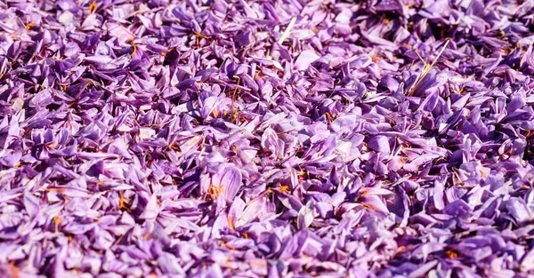 Close up de fundo de flores de açafrão — Fotografia de Stock