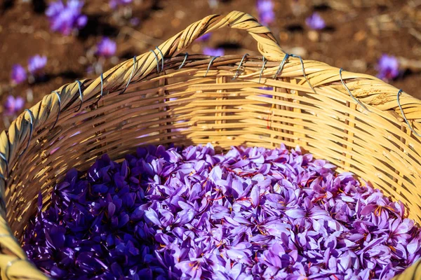 Close up de flores de açafrão em uma cesta de vime — Fotografia de Stock