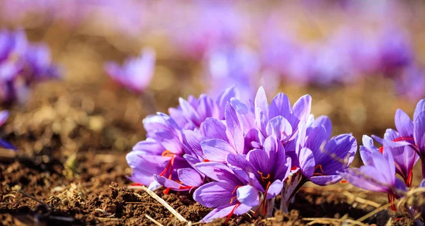 Primo piano di fiori di zafferano in un campo in autunno — Foto Stock