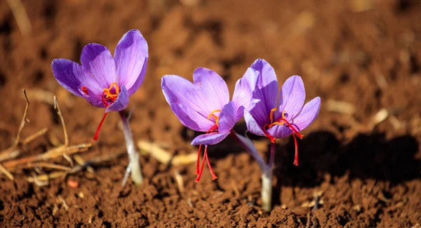 El primer plano de las flores de azafrán en el campo en otoño — Foto de Stock