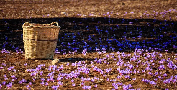 A wicker basket on a saffron field at harvest time — Stock Photo, Image