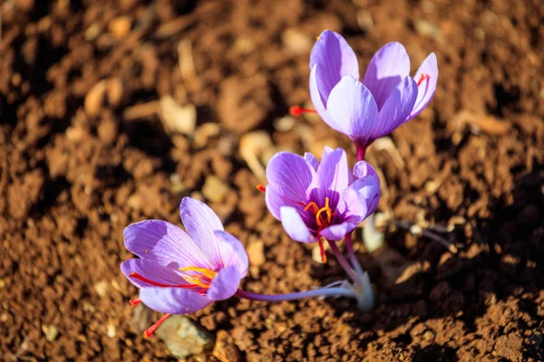 El primer plano de las flores de azafrán en el campo en otoño — Foto de Stock