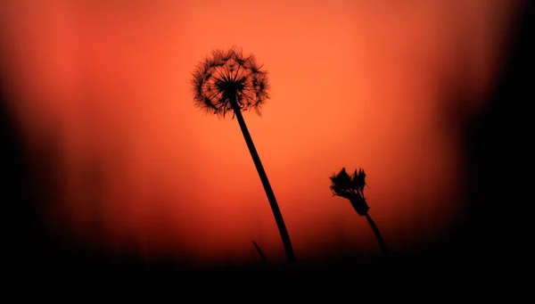 Dandelion silhouette at sunset — Stock Photo, Image