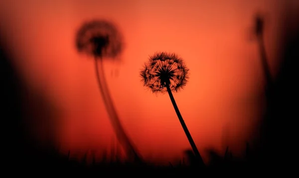 Löwenzahn Silhouetten bei Sonnenuntergang — Stockfoto