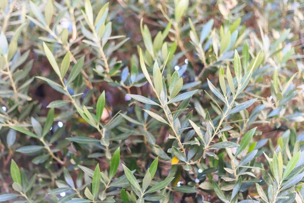Olive tree with blurred backdrop. Branches with green leaves. Close up view with details. — Stock Photo, Image