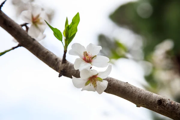 Na Primavera. Flores brancas florescendo em ramo de amêndoa — Fotografia de Stock