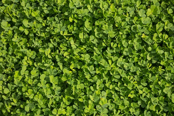 クローバー、三つ葉、シャムロック、新鮮な植物。緑の自然の背景 — ストック写真