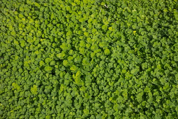 โคลเวอร์, ฟอยล์, แชมร็อค, พืชสด พื้นหลังธรรมชาติสีเขียว — ภาพถ่ายสต็อก