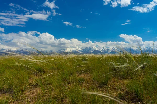 Malebný pohled stepi s feathergrass a horské vrcholy — Stock fotografie