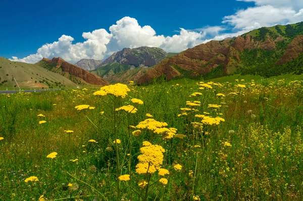 Tansy giallo brillante, verdi prati alpini e montagna — Foto Stock
