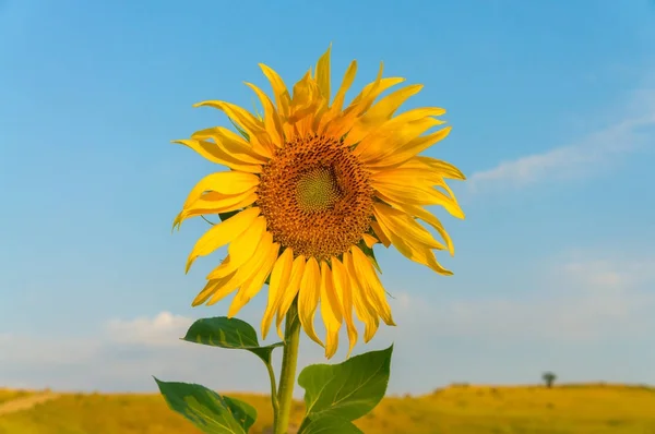 Цветок подсолнуха с желтыми лепестками и голубым небом — стоковое фото