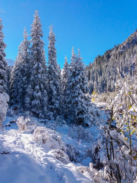 Schneebedeckte Berge und Fichten — Stockfoto