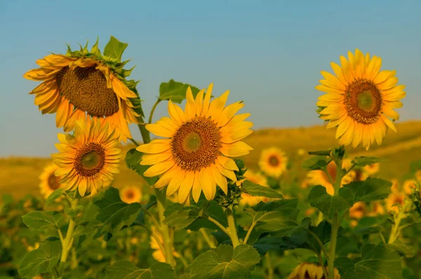 Campi di girasoli con petali gialli — Foto Stock