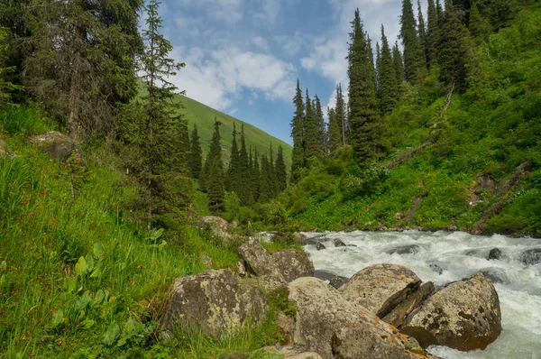 Río de montaña, prados verdes y abetos — Foto de Stock