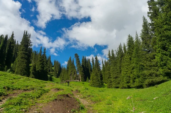 Krásná jedle v horách a osamělý kůň — Stock fotografie