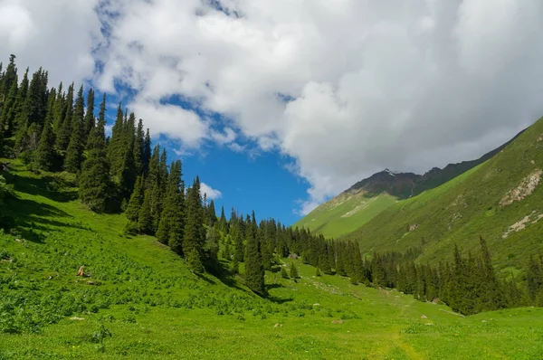 Niesamowity krajobraz górski z świerków — Zdjęcie stockowe