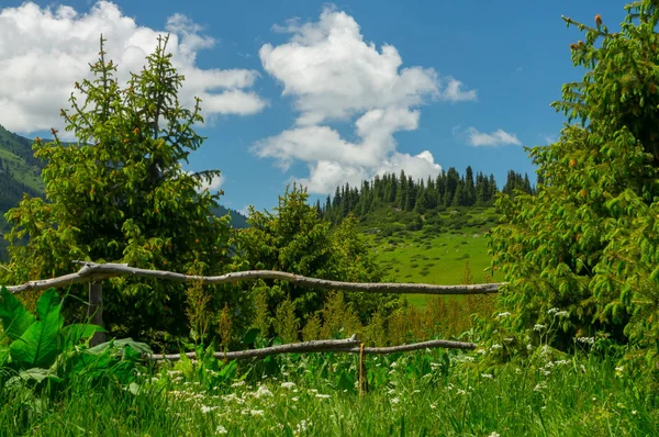 Old fence in the village and an amazing view of the trees — Stock Photo, Image