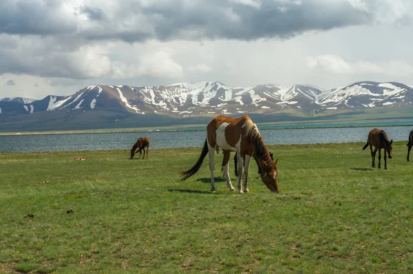 Several horses graze on an alpine meadow — Stock Photo, Image