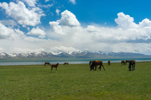 Caballos pastan en un prado verde — Foto de Stock