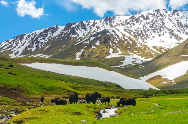 Schwarze Yaks vor dem Hintergrund von Schneebergen — Stockfoto