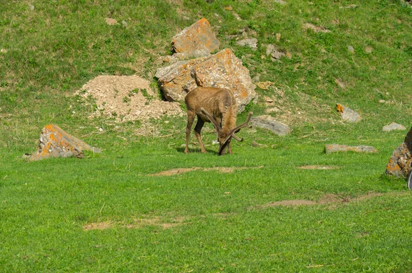 Maral con cuernos retuerce la hierba — Foto de Stock