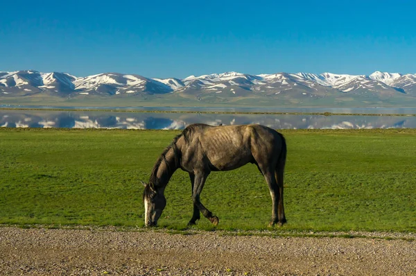 緑の草原に馬をかすめる — ストック写真