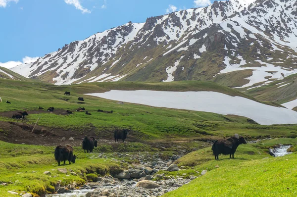 Black yaks graze on a green meadow — Stock Photo, Image