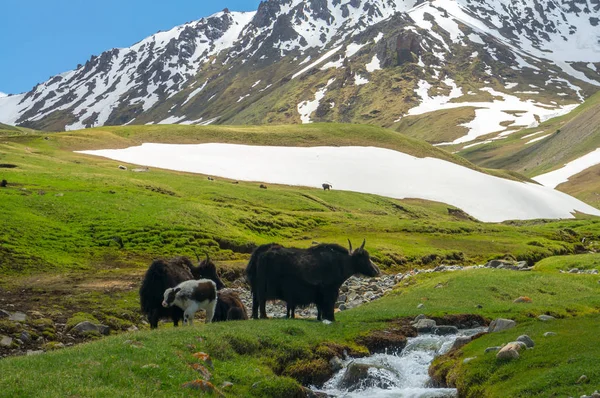 Gebirgsyaks grasen am Bach — Stockfoto