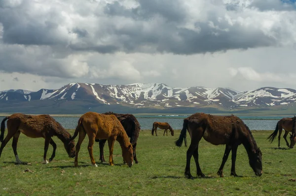 Several horses are grazing on a jailoo — Stock Photo, Image