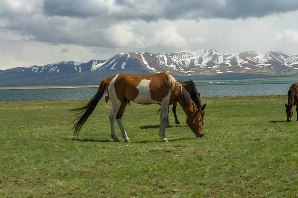 Elegant utsikt med hästar på den alpina ängen — Stockfoto