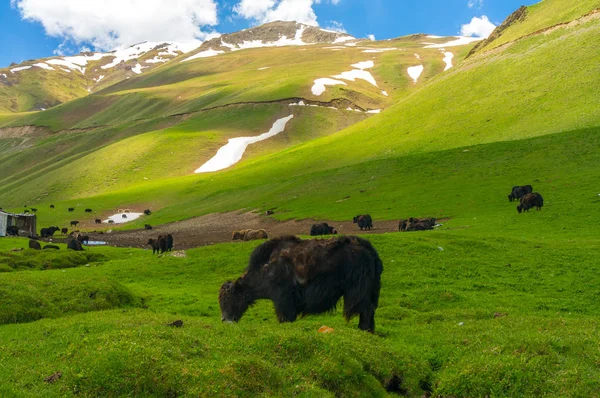Mountain yak på bakgrund av berg Royaltyfria Stockbilder