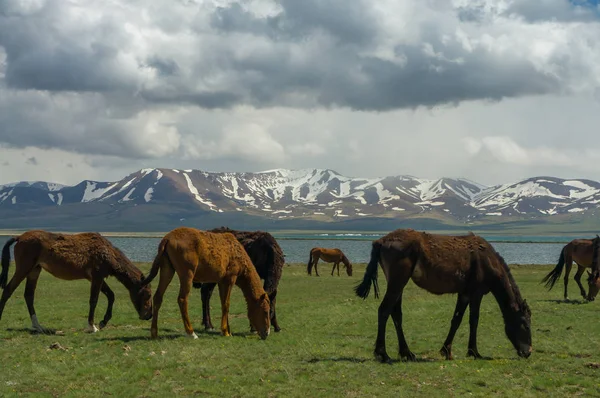 Several horses are grazing on a jailoo Stock Picture