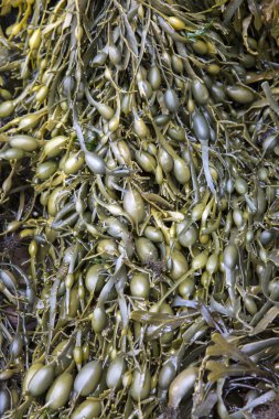 Cushendun mağaraları, County Antrim, deniz yosunu