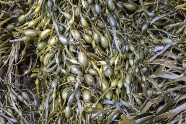 Cushendun mağaraları, County Antrim, deniz yosunu