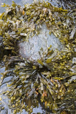 Cushendun mağaraları, County Antrim, deniz yosunu