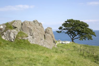 Kaya ve ağaç, Murlough Beach; County Antrim