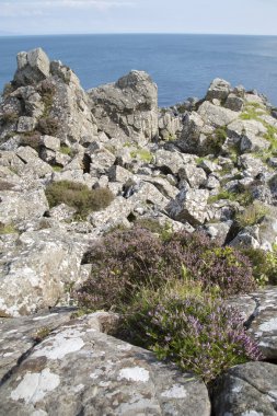Rock ve Heather, Murlough Beach; County Antrim