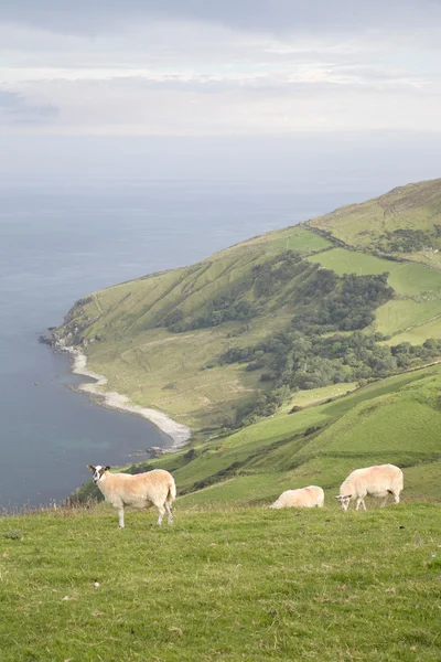 Πρόβατα στο κεφάλι Torr, κομητεία Άντριμ — Φωτογραφία Αρχείου