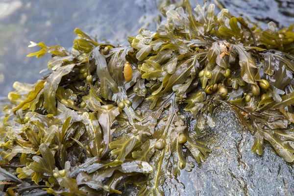 Algues dans les grottes de Cushendun, comté d'Antrim — Photo