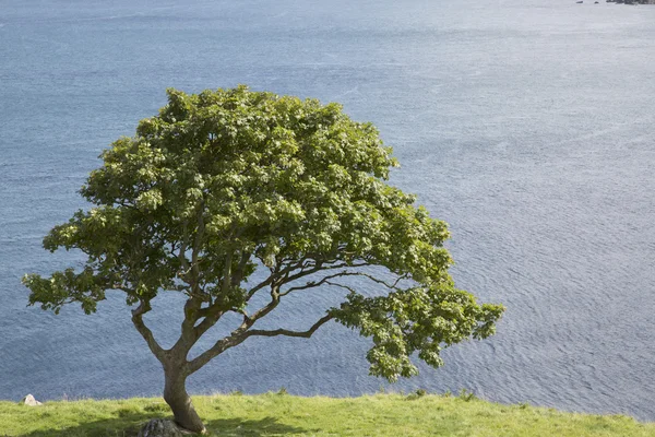 Ağaç Murlough Plajı'nda; County Antrim — Stok fotoğraf