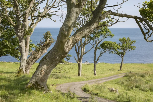Δέντρο φόδρα δρόμο προς την παραλία του Murlough. Κομητεία Άντριμ — Φωτογραφία Αρχείου