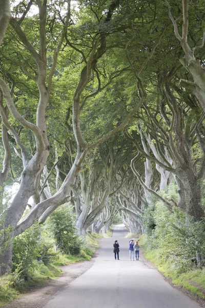 Dark Hedges, County Antrim, Northern Ireland — Stock Photo, Image