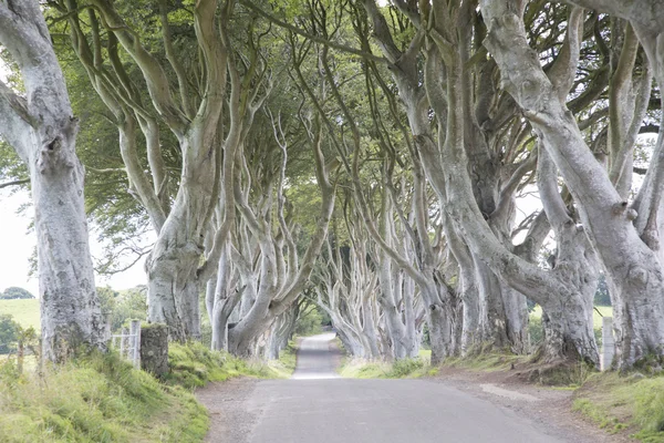 Dark Hedges, County Antrim, Northern Ireland — Stock Photo, Image